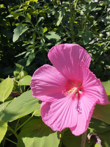  - Hibiscusi mouschetos 2025