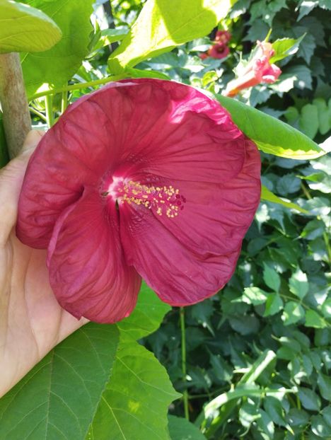  - Hibiscusi mouschetos 2025