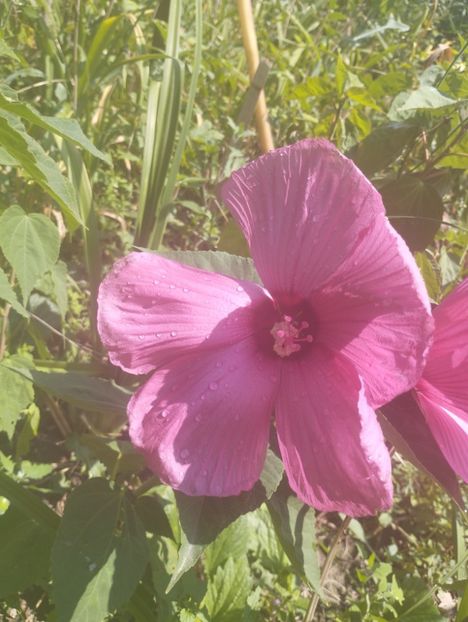  - Hibiscusi mouschetos 2025