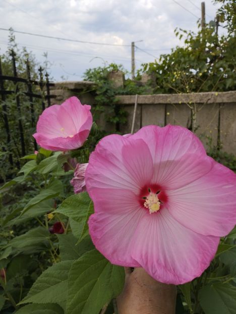  - Hibiscusi mouschetos 2025