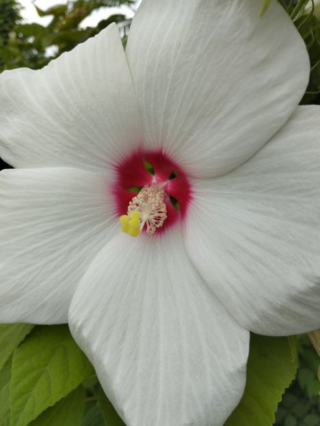  - Hibiscusi mouschetos 2025