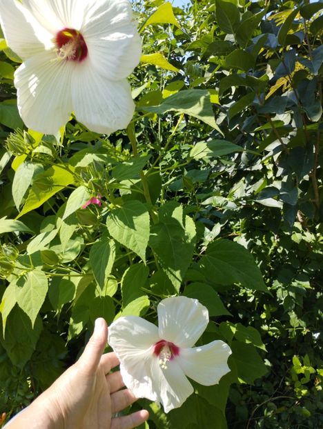  - Hibiscusi mouschetos 2025