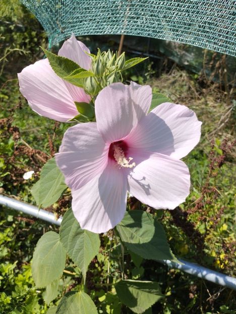  - Hibiscusi mouschetos 2025