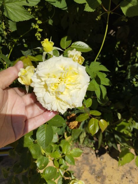  - Trandafiri 2025 ll