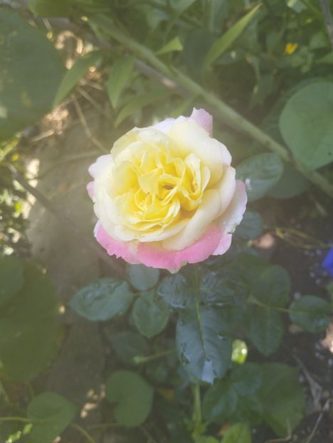  - Trandafiri 2025 ll