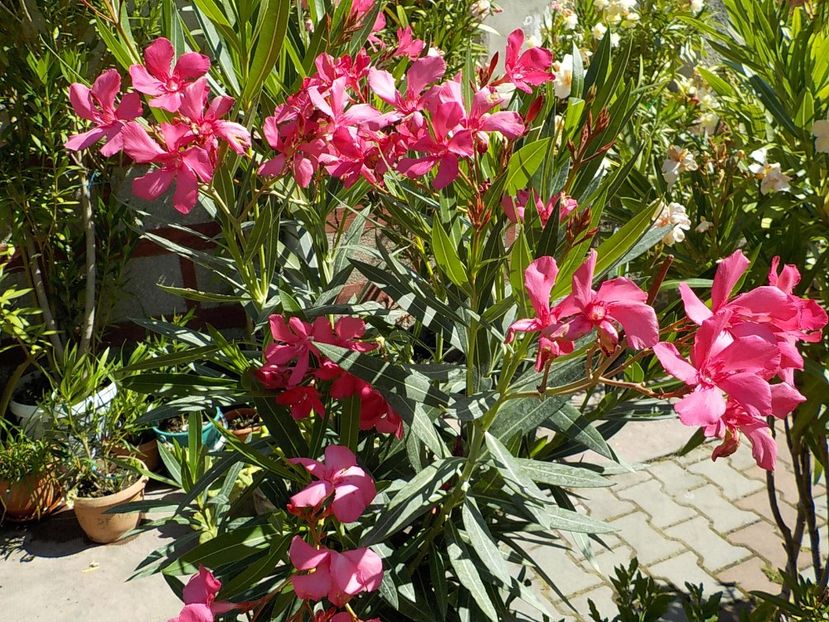  - maresciallo graziani nr 79