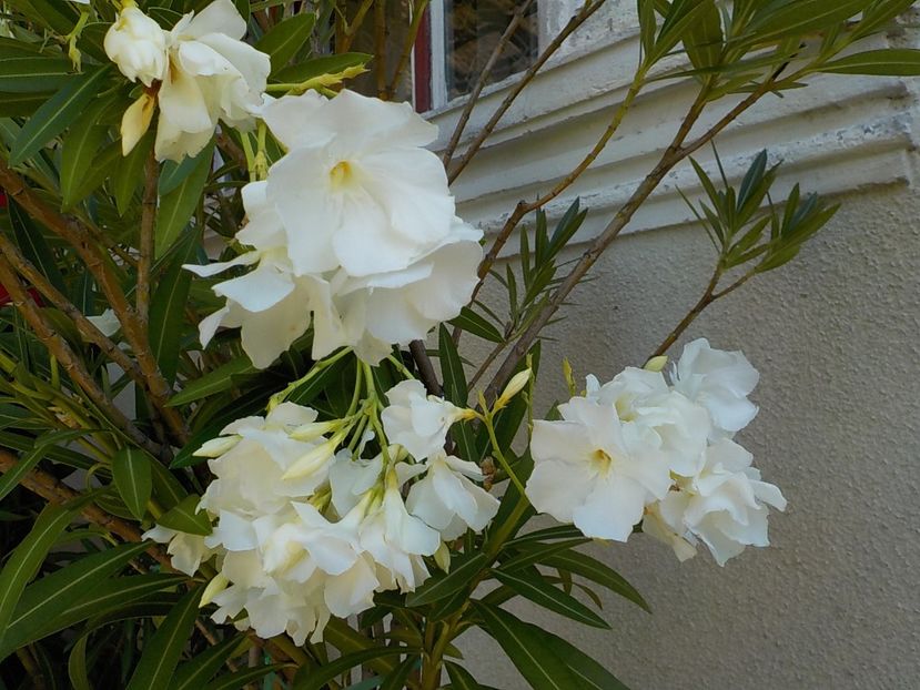  - mont blanc leandru nr 22