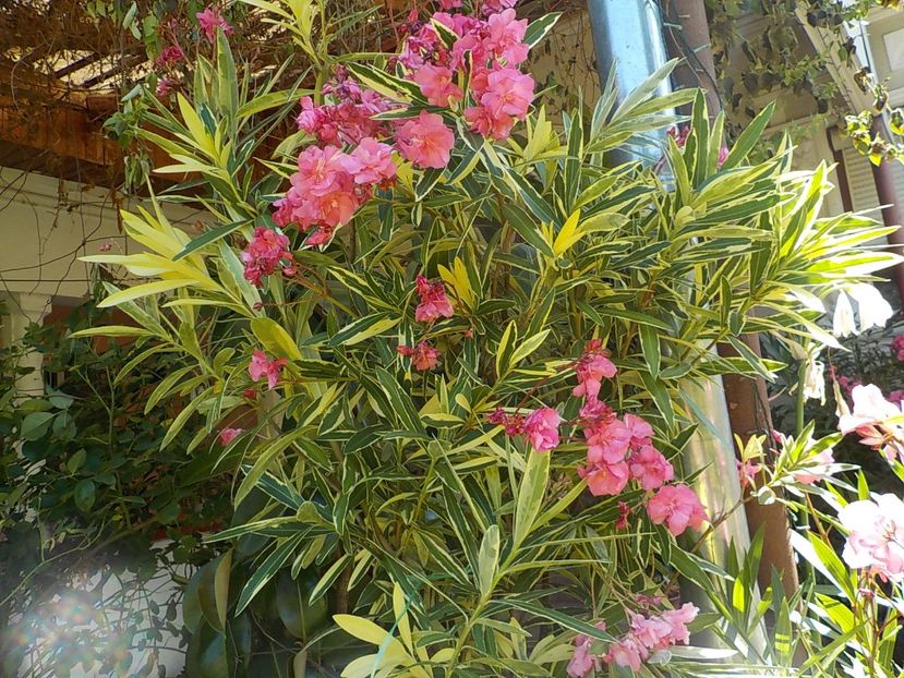  - variegat nr 24