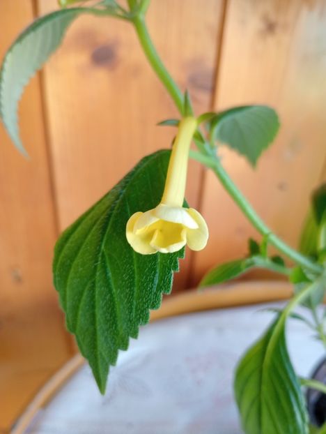 RFs Tweety - - - - 2025