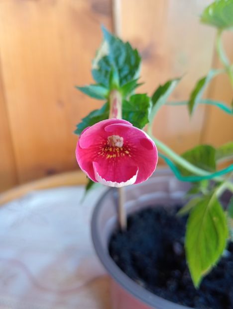 BriDs Ruth - - - - 2025