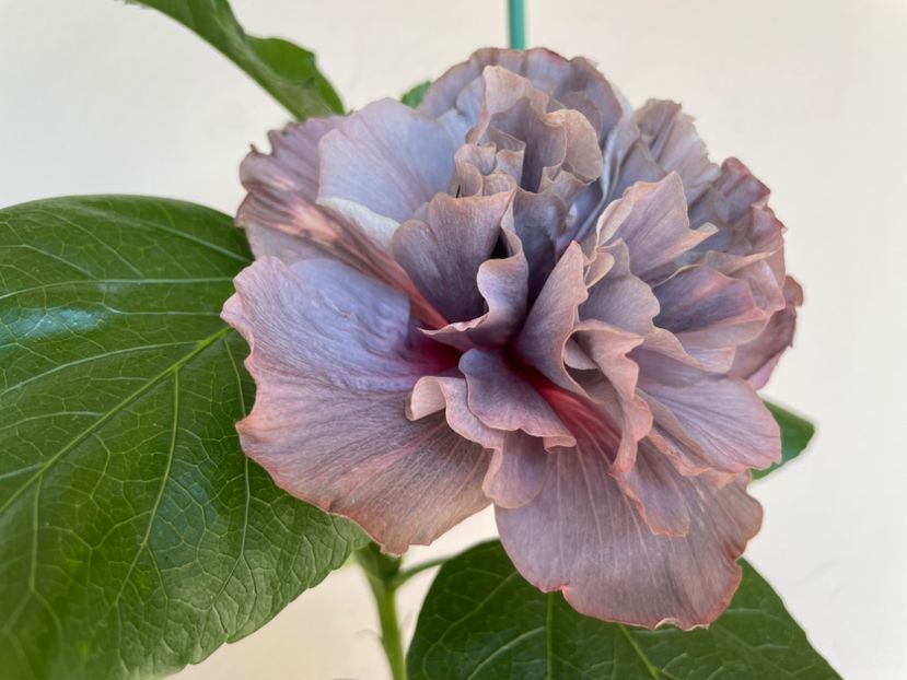  - Chis garden Bear Baby