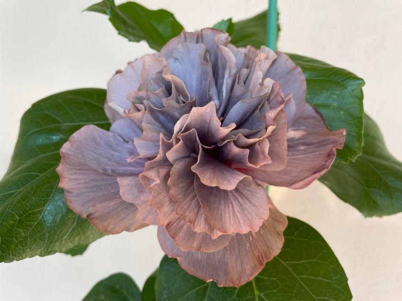  - Chis garden Bear Baby