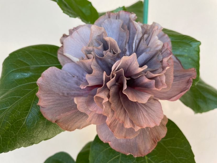  - Chis garden Bear Baby