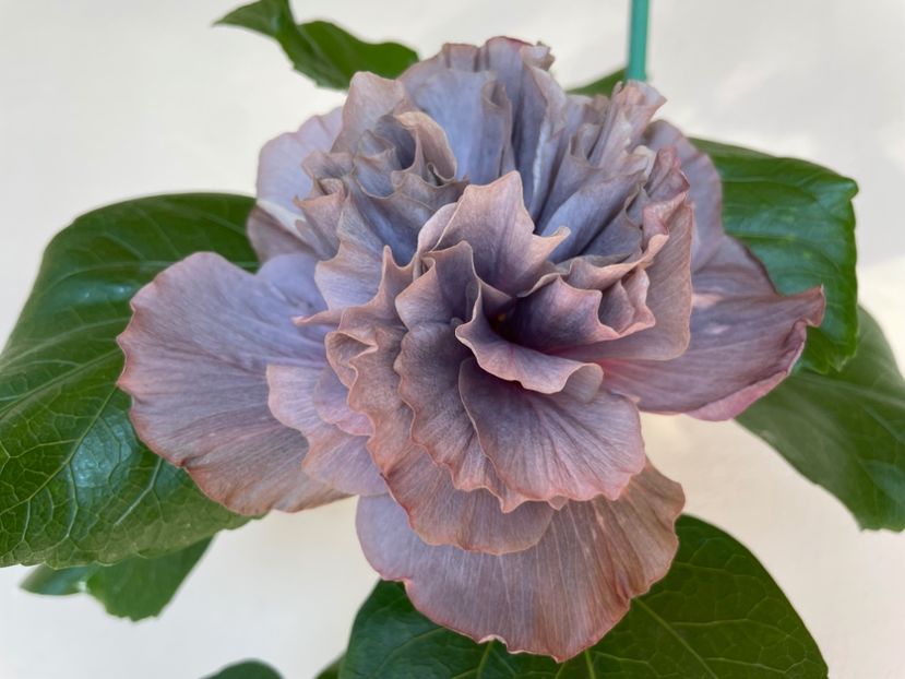  - Chis garden Bear Baby