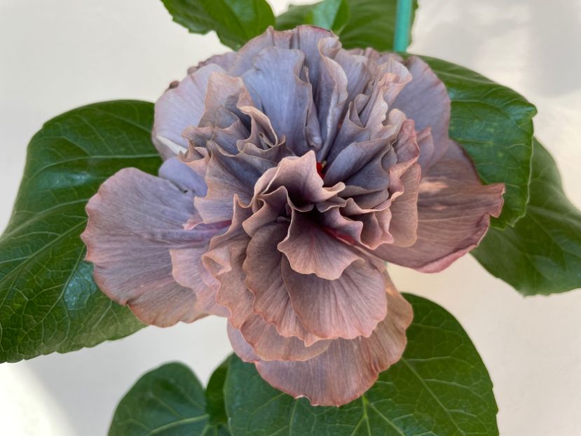  - Chis garden Bear Baby