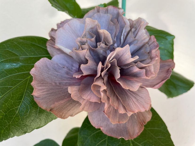  - Chis garden Bear Baby