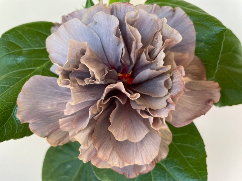  - Chis garden Bear Baby