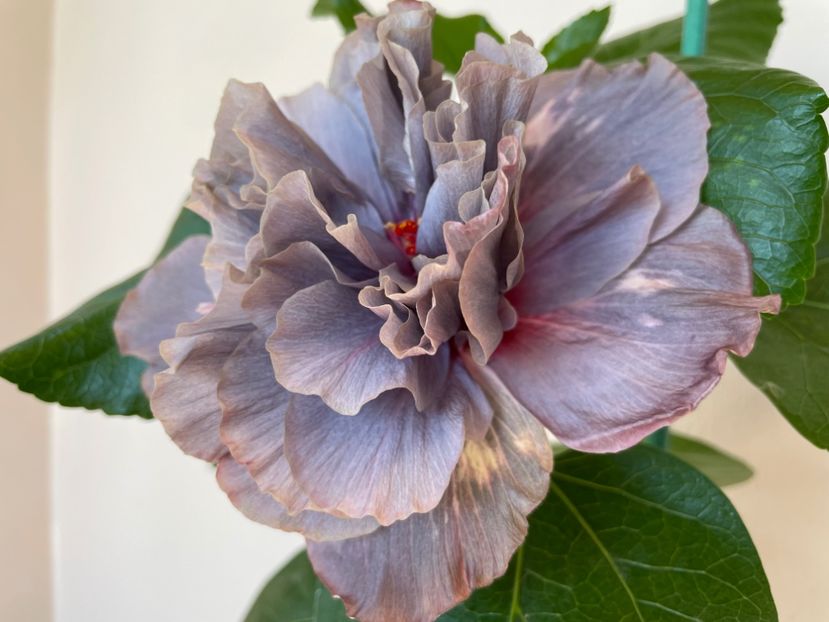  - Chis garden Bear Baby