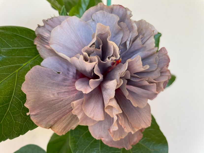  - Chis garden Bear Baby