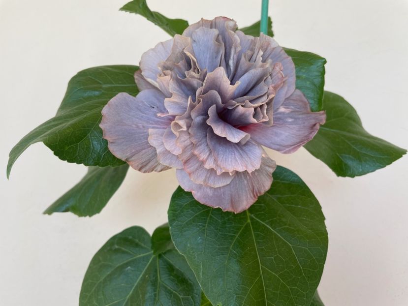  - Chis garden Bear Baby