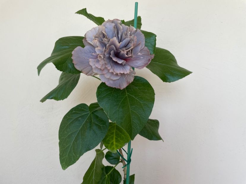  - Chis garden Bear Baby