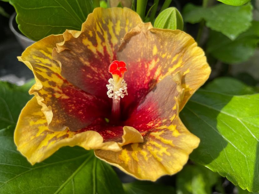  - MMT Pamant romanesc