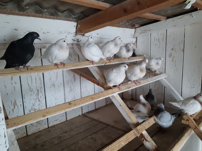 Pui 2025 - 10 PUI TEXANI 2025