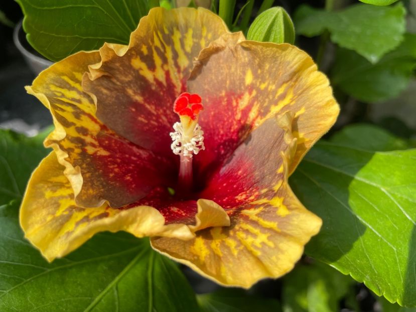  - MMT Pamant romanesc