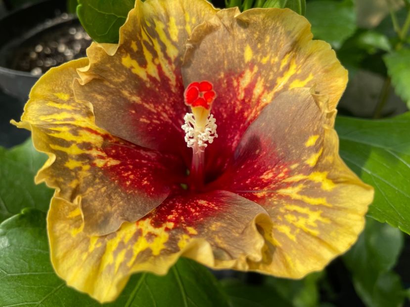  - MMT Pamant romanesc