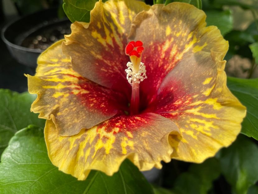  - MMT Pamant romanesc