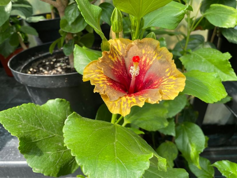  - MMT Pamant romanesc