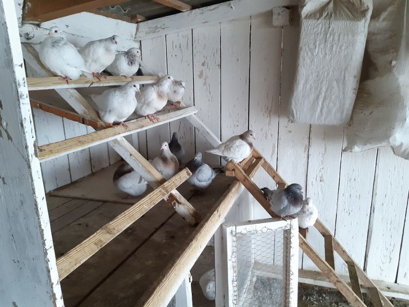 Pui 2025 - 10 PUI TEXANI 2025