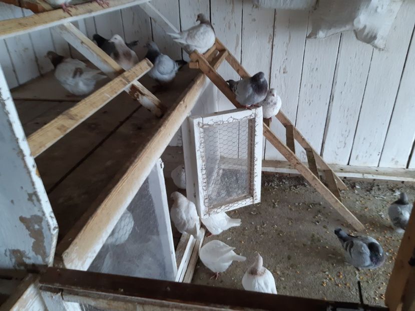  - 10 PUI TEXANI 2025