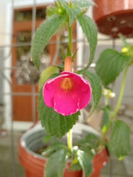 BriDs Uta Meudtner - - - - 2025