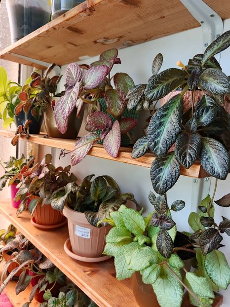  - EPISCIA