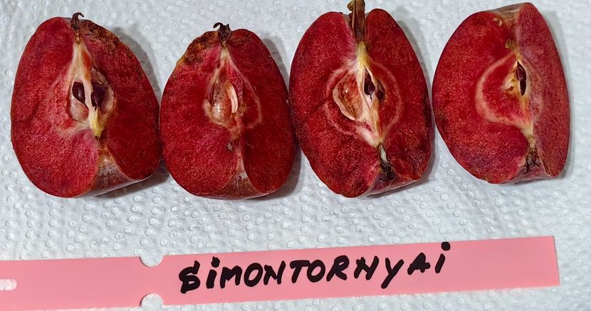  - SIMONTORNYAI ---- pulpa rosie