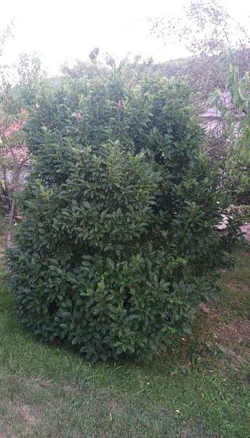 2025 - AAAAA_MAGNOLIA SUSAN 2015_2017_2018_2019_2020_2024_2025