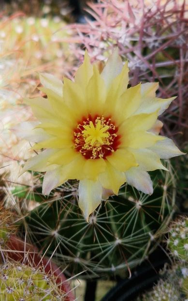 Hamatocactus mai tanar, infloreste prima data - Ferocactus