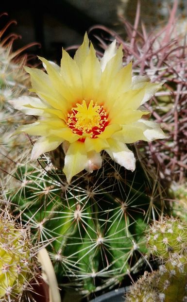  - Ferocactus