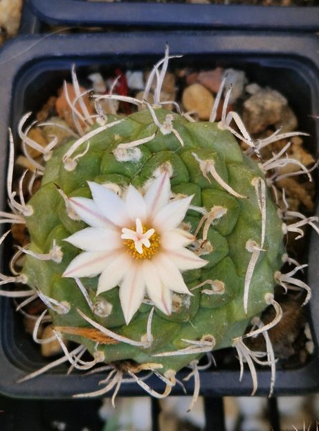Turbinicarpus, inflorit din nou! - Cactusi si suculente 2020-2021-2022-2023- 2024-2025