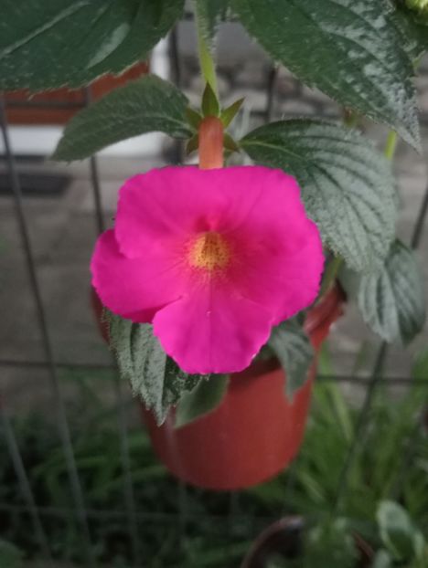  - BriDs Uta Meudtner