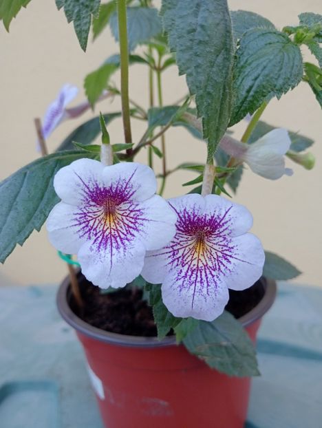  - Ambroise Verschaffelt