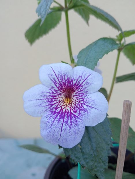  - Ambroise Verschaffelt