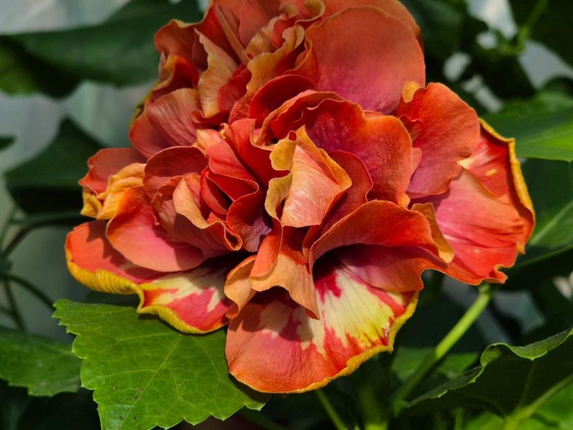 7bd0eeb2-5d50-4689-9231-95c348275cf5 - MMT Dobrogeanca