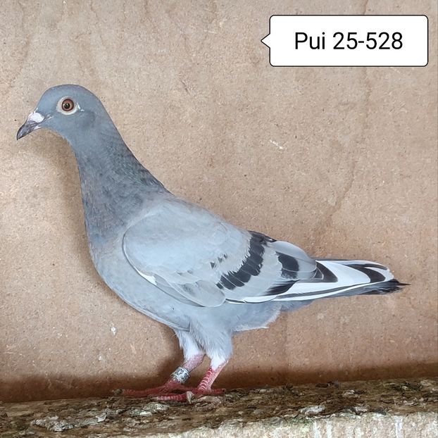 Pui 25-528 - Vânat list