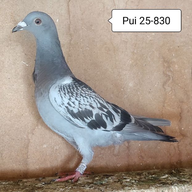 Pui 25-830 - Stropit