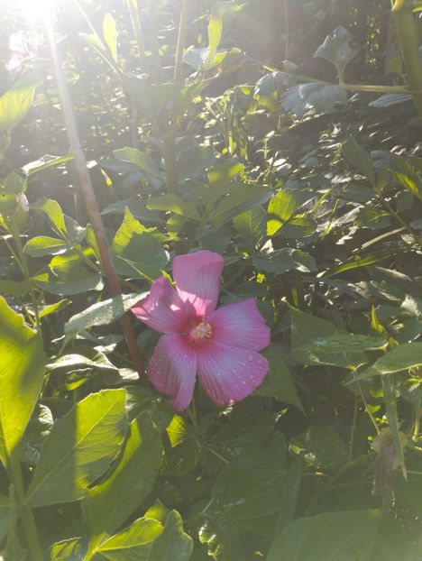  - Hibiscusi mouschetos 2025