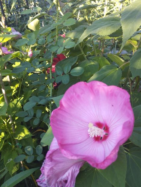  - Hibiscusi mouschetos 2025