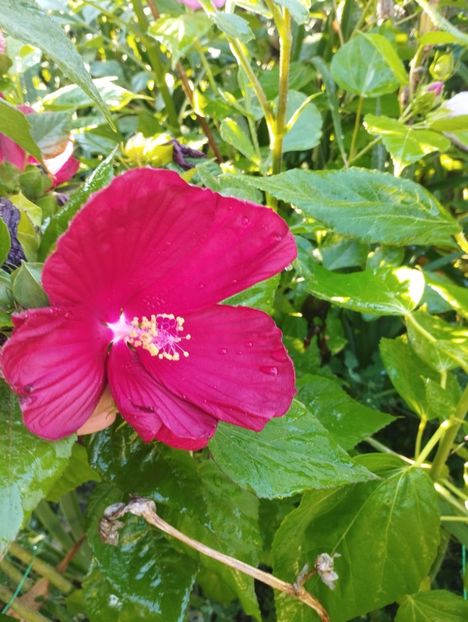  - Hibiscusi mouschetos 2025