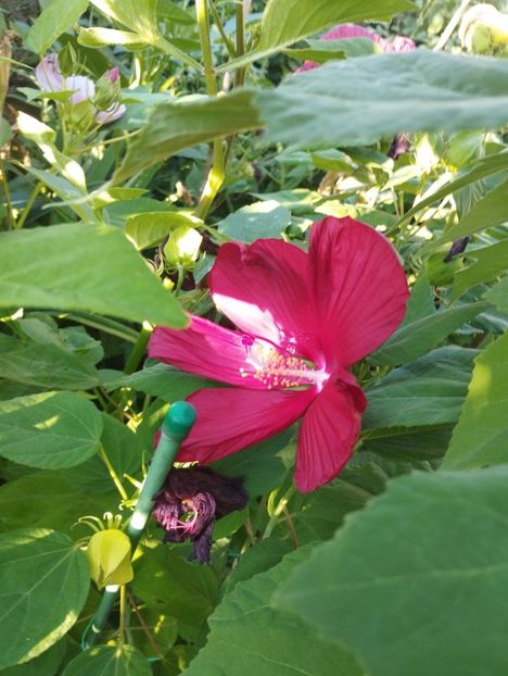  - Hibiscusi mouschetos 2025